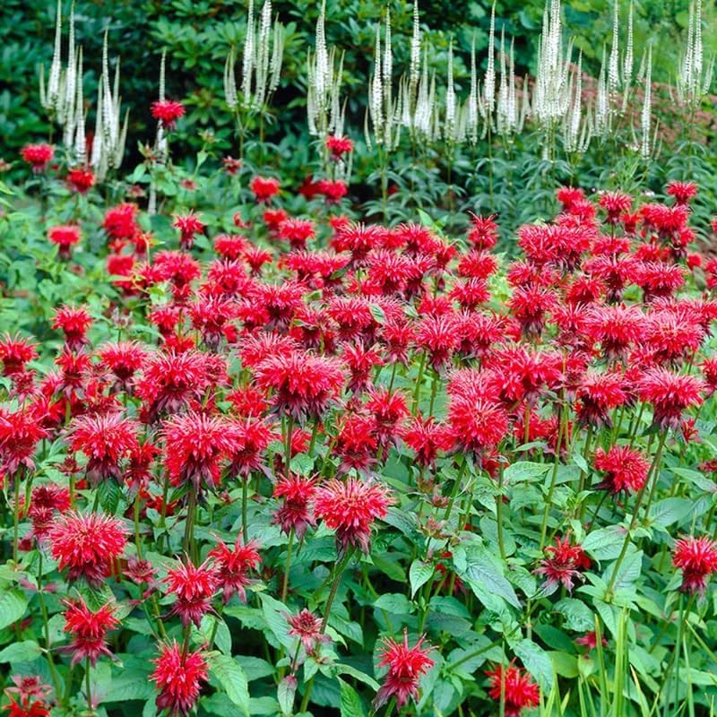 3 Red Bee Balm Live Plants, Hardy Perennial Bee Balm Plants Ready to Grow Home Garden