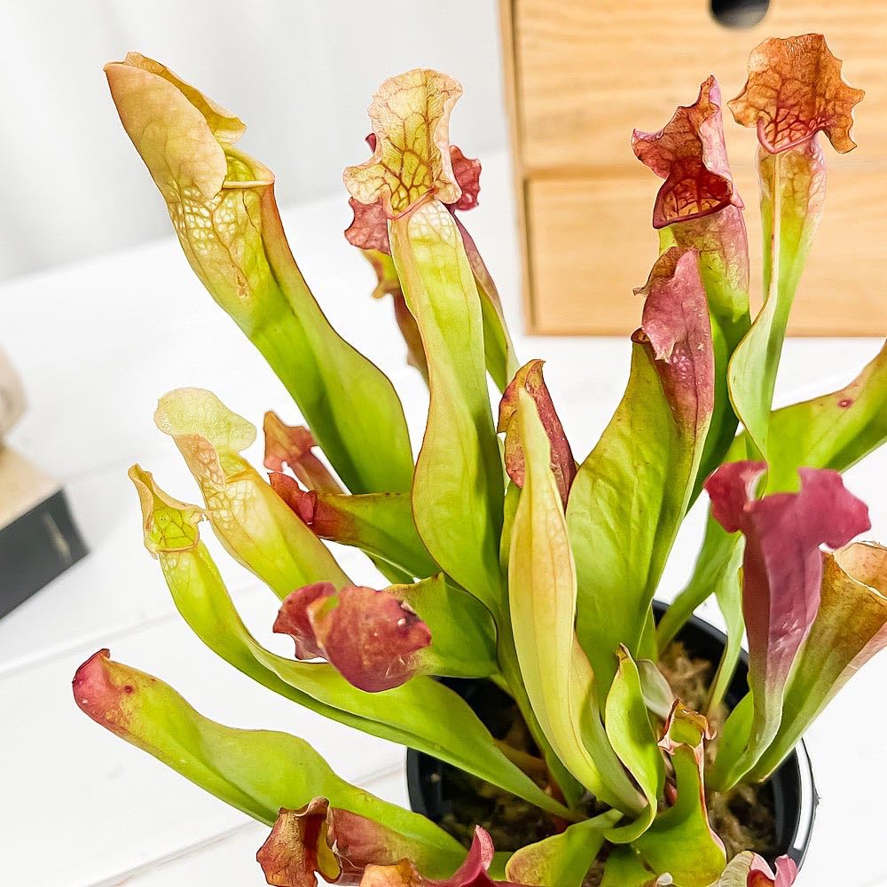 Amazon.co.jp: PLANCHU 食虫植物 サラセニア 交配種 3号スリット
