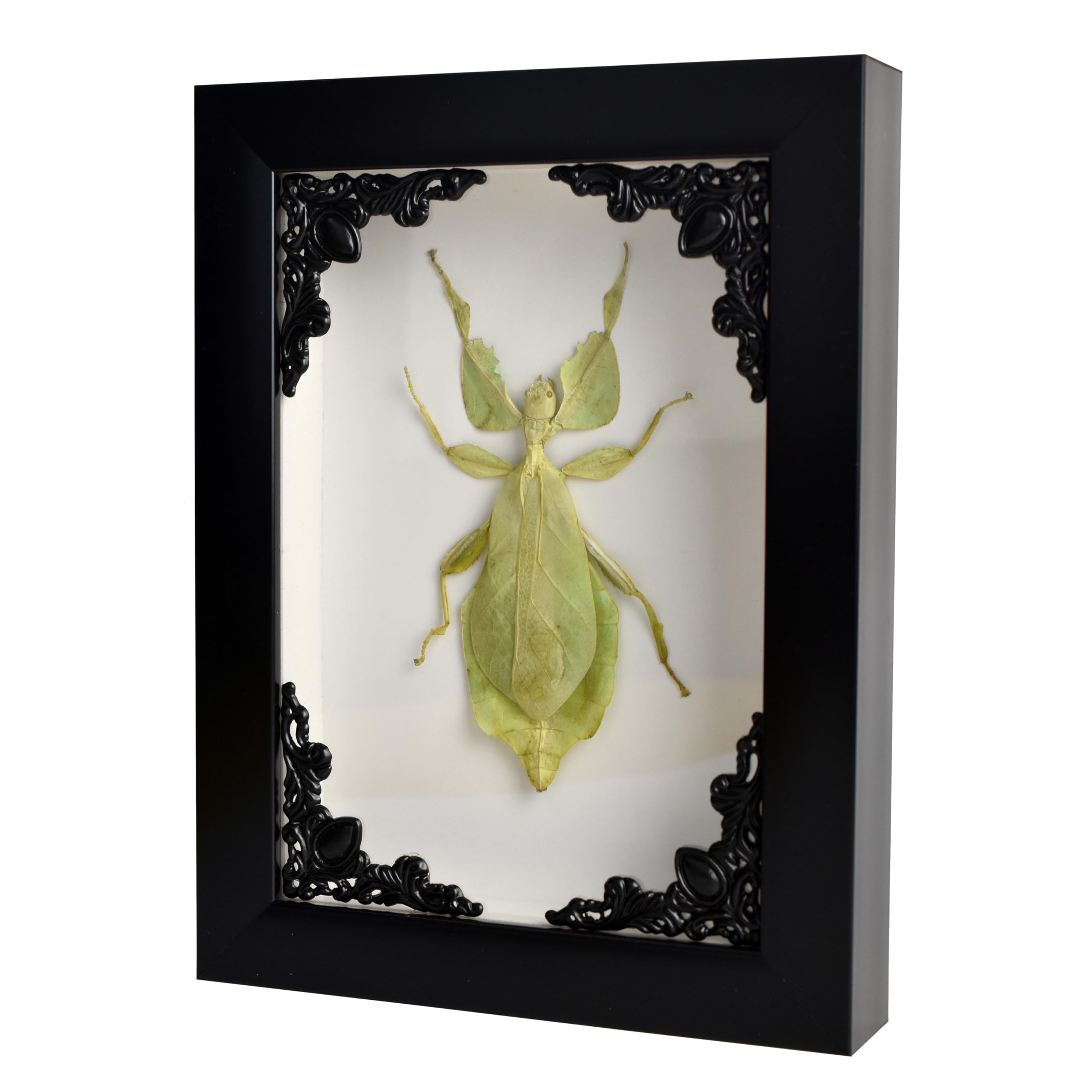 TAXIBUGSReal Exotic Walking leaf/Leaf Bug/Leaf Insect Preserved Taxidermy Insect Mounts insects Animals taxidermy in an elegant handmade 3D wooden frame/Shadow Boxes