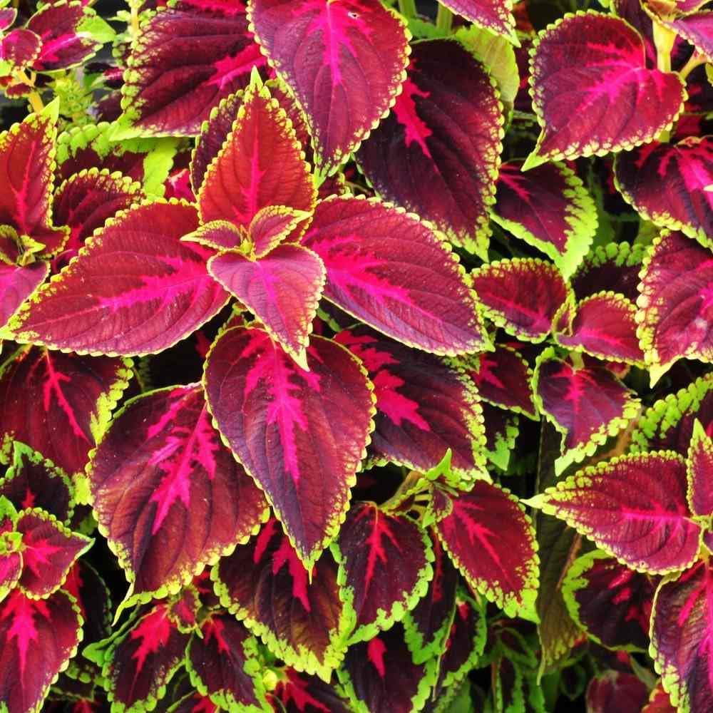 150+Coleus Rainbow Mix Seeds for Planting Outdoor-Beautiful Flower Plant in Your Home Garden Indoors or Outdoors Attractive and Colorful - Image 3