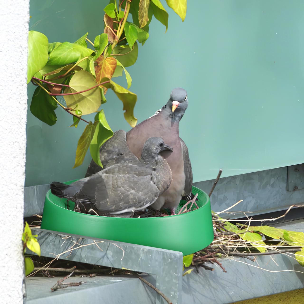 balacoo Juego de 10 cuencos de plástico para anidar palomas para pájaros y palomas