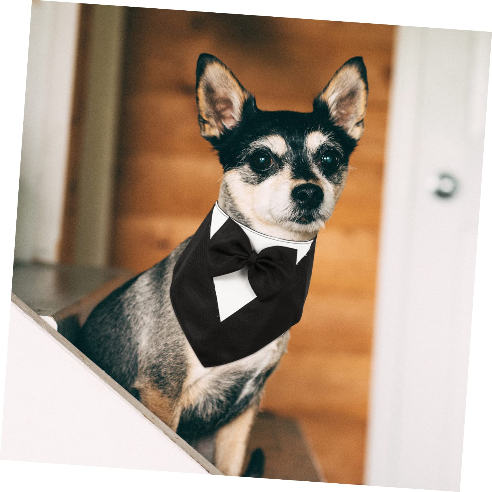 BESPORTBLE 5pièces Collier Bandana pour Chien avec Nœud Costume Élégant pour Fête Anniversaire Mariage Et Événements Spéciaux Noir