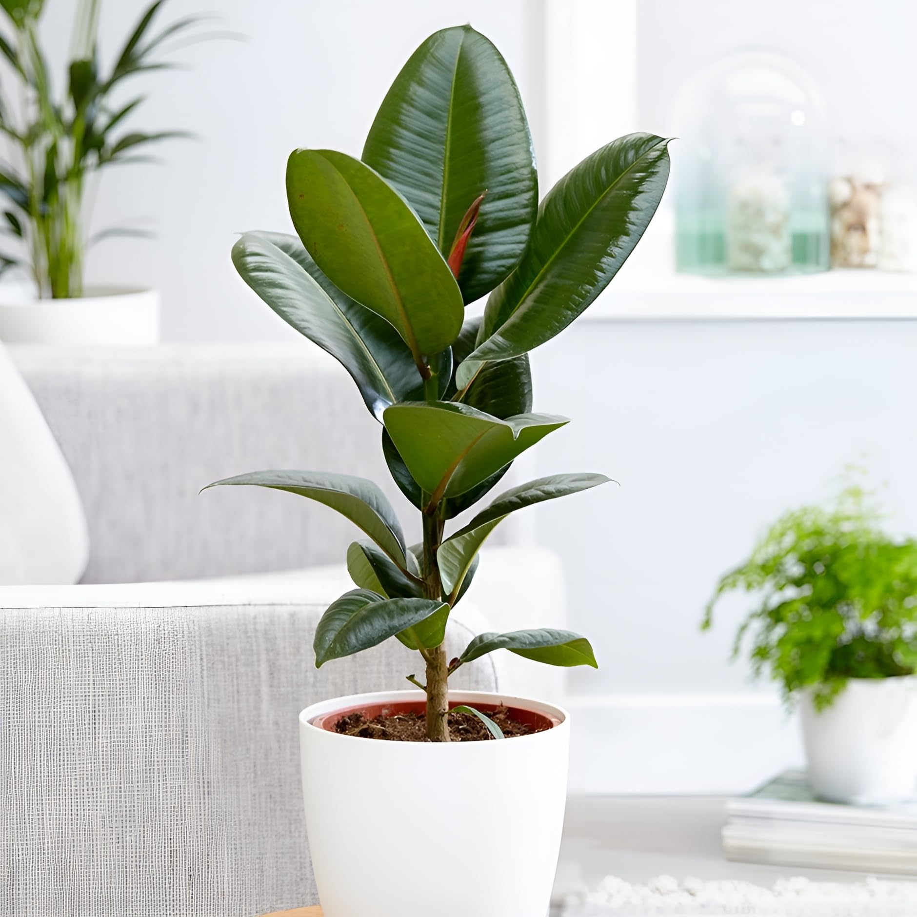 Plant Theory 55cm Single Stem Green Rubber Plant Ficus Elastica Robusta Indoor House Plant Foliage 17cm Pot