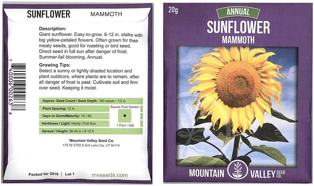 Sunflower Garden Seeds - Mammoth Grey Stripe - 1 Lb - Annual Sun Flower Gardening Seeds - Gray