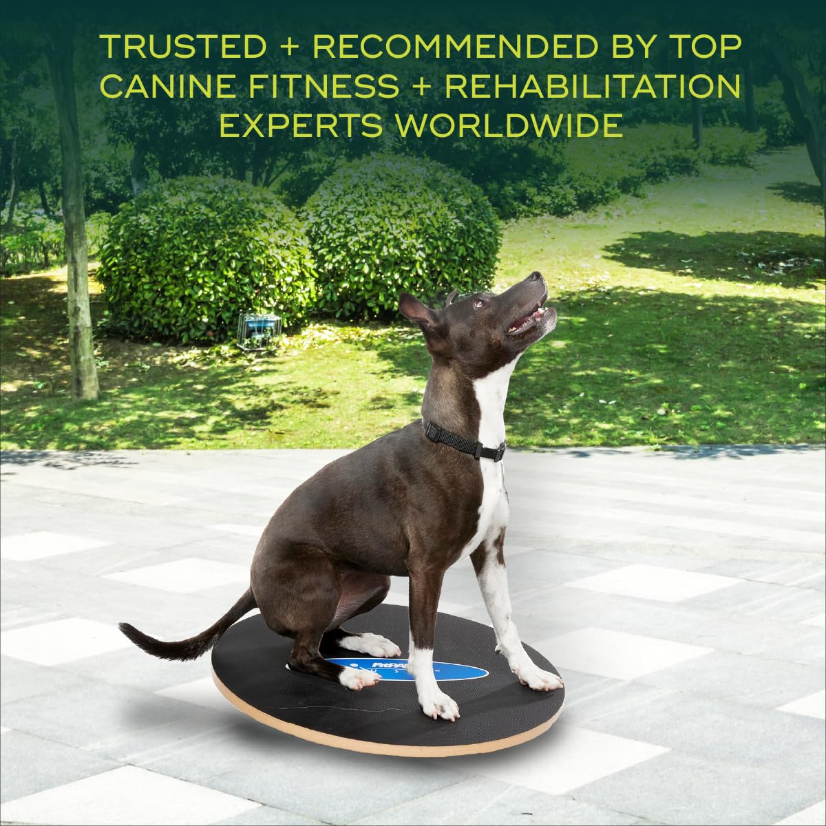 Ball Dynamics Int. LLC FitPAWS Planche d'Equilibre Osciller pour Chien 50 cm