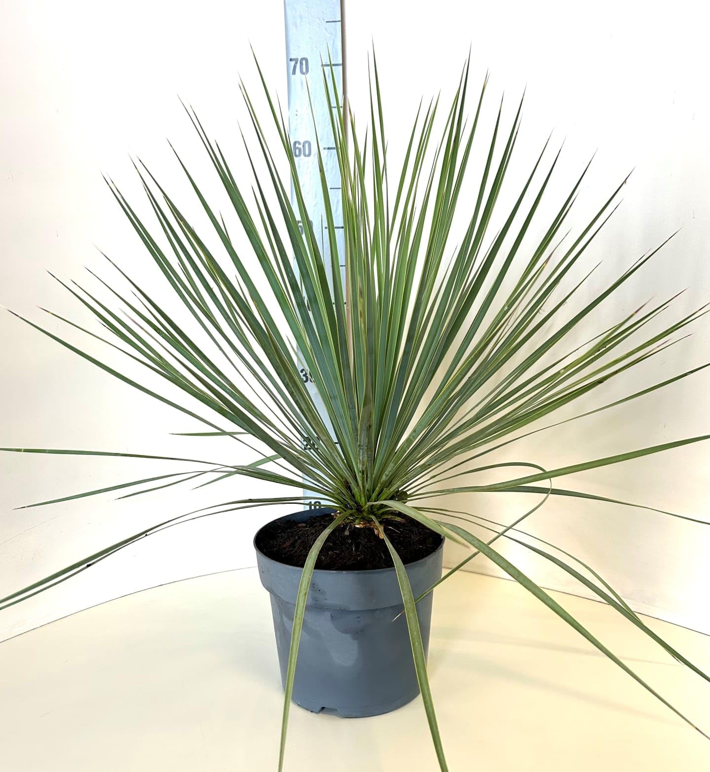 Yucca Rostrata Pianta vera da esterno - vaso 21, altezza circa 80cm - Beaked yucca