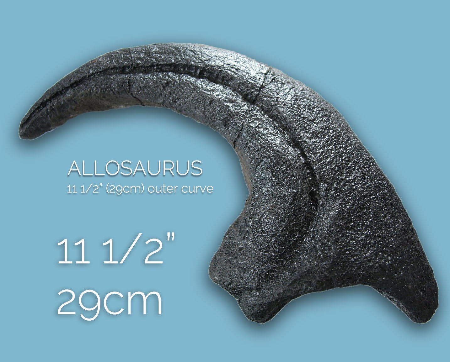 TRIASSICA Allosaurus Dinosaur Claw - 11 1/2" (29cm) - Replica cast from a Real Dinosaur