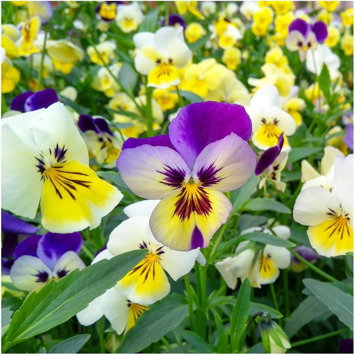 Everwilde Farms - 1/4 Lb Swiss Giants Pansy Mix Wildflower Seeds - Gold Vault