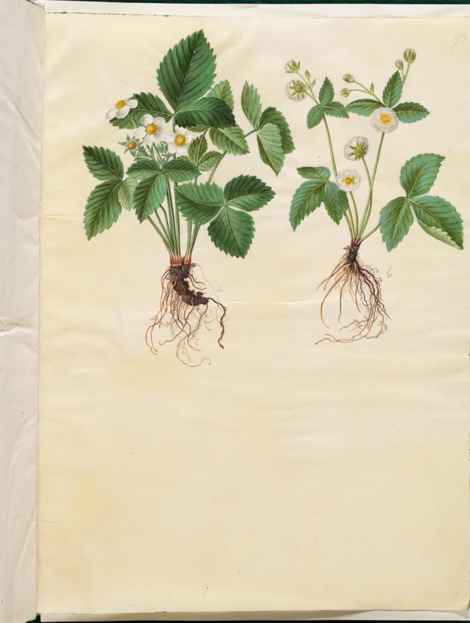 ARTXLXXBN Famous Painting Canvas Artwork Graffiti Print Fragaria Vesca by Hans Simon Holtzbecker Portrait Canvas Image for Home Decor 60x90cm