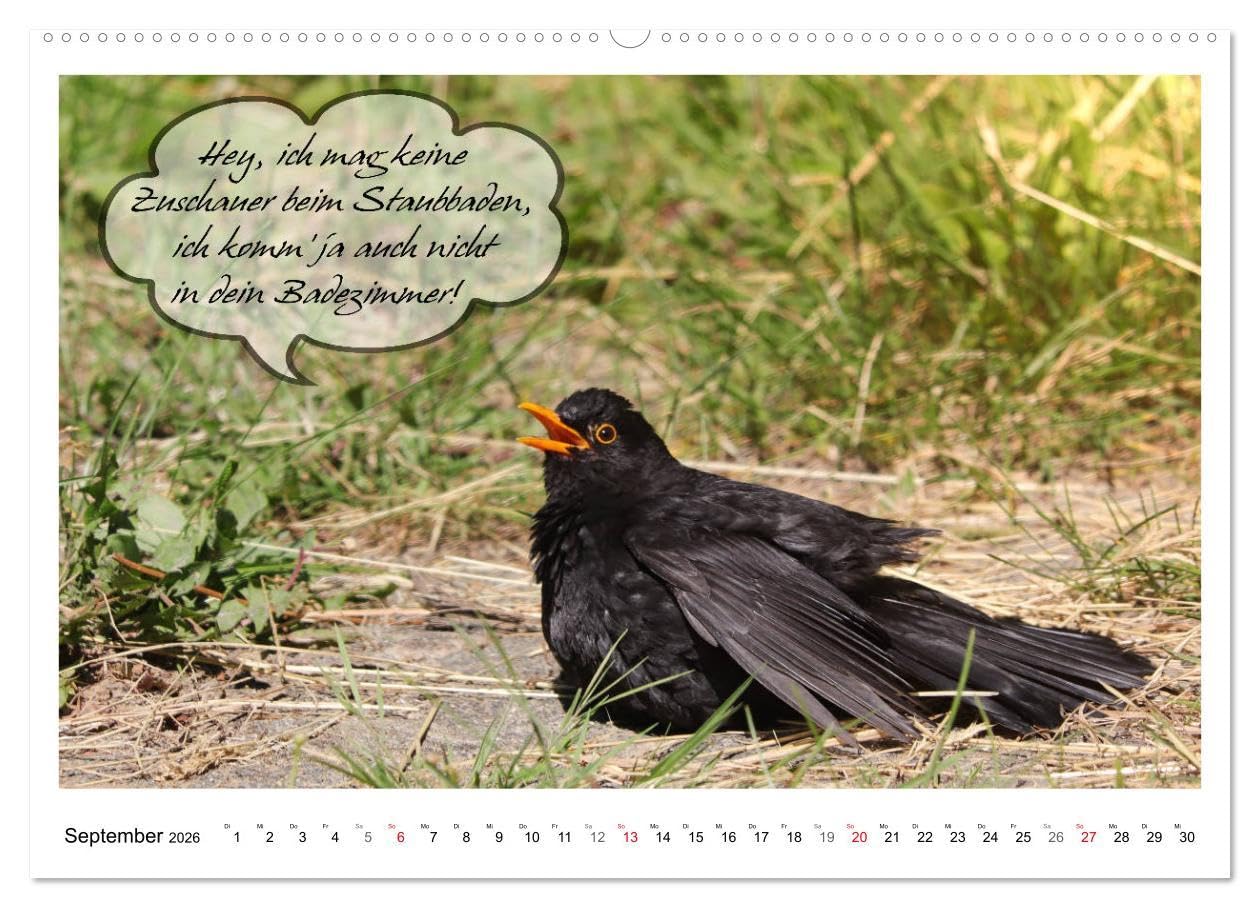 Vögel mit Humor (hochwertiger Premium Wandkalender 2026 DIN A2 quer), Kunstdruck in Hochglanz: Lustige Sprüche aus frechen Schnäbeln (CALVENDO Spass)