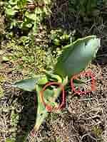 アガベ ペトロフィラ (抜き苗発送) アガベ BB抜き苗発送 - メルカリ