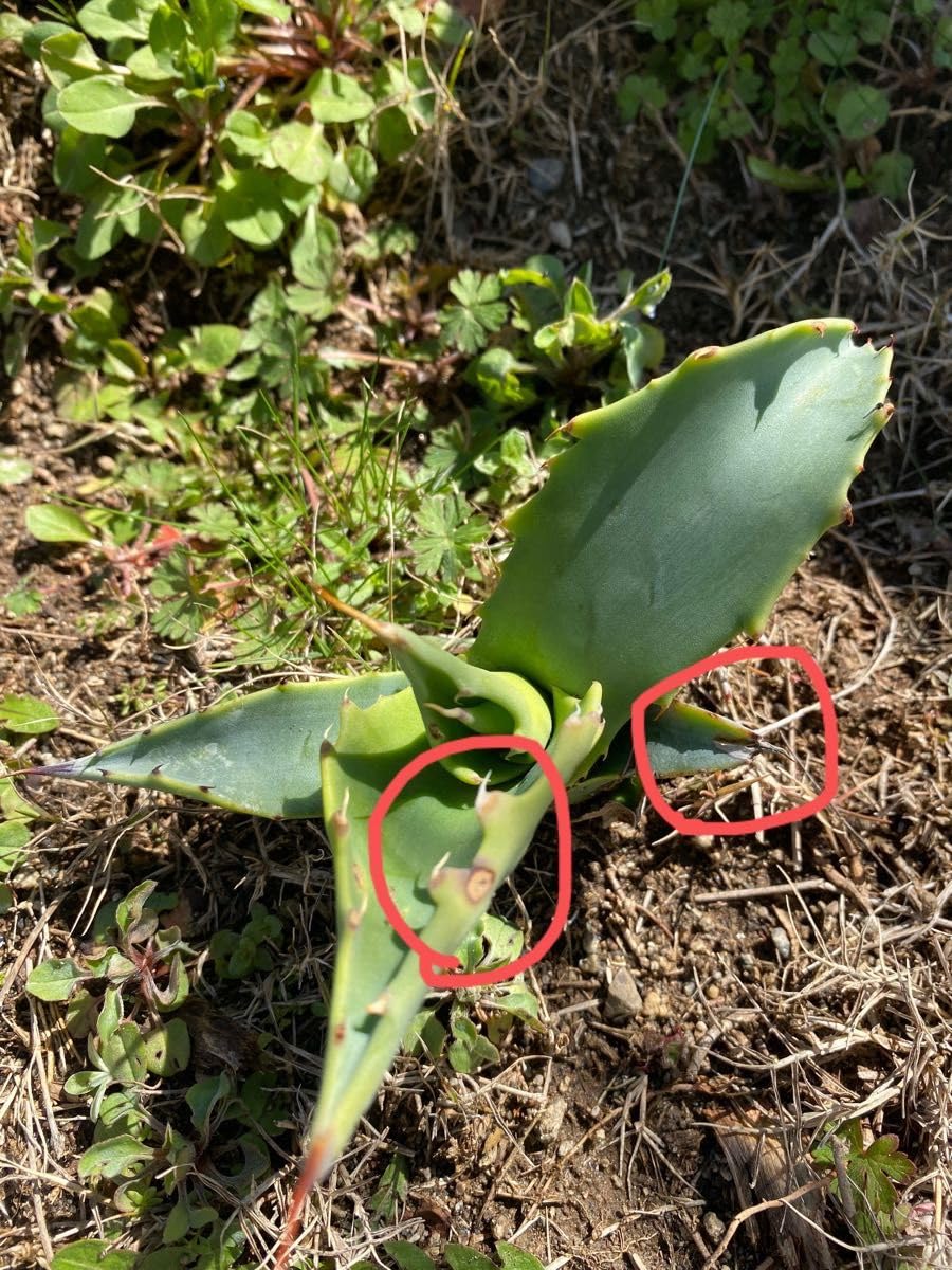 Amazon.co.jp: 多肉植物 アガベ アオノリュウゼツラン 抜き苗 : ホビー