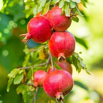 Pomegranate Tree Seeds (30pcs) High-Germination Heirloom Variety Delicious Ruby-Red Fruits Ideal for Home Gardens, Pots & Outdoor Planting