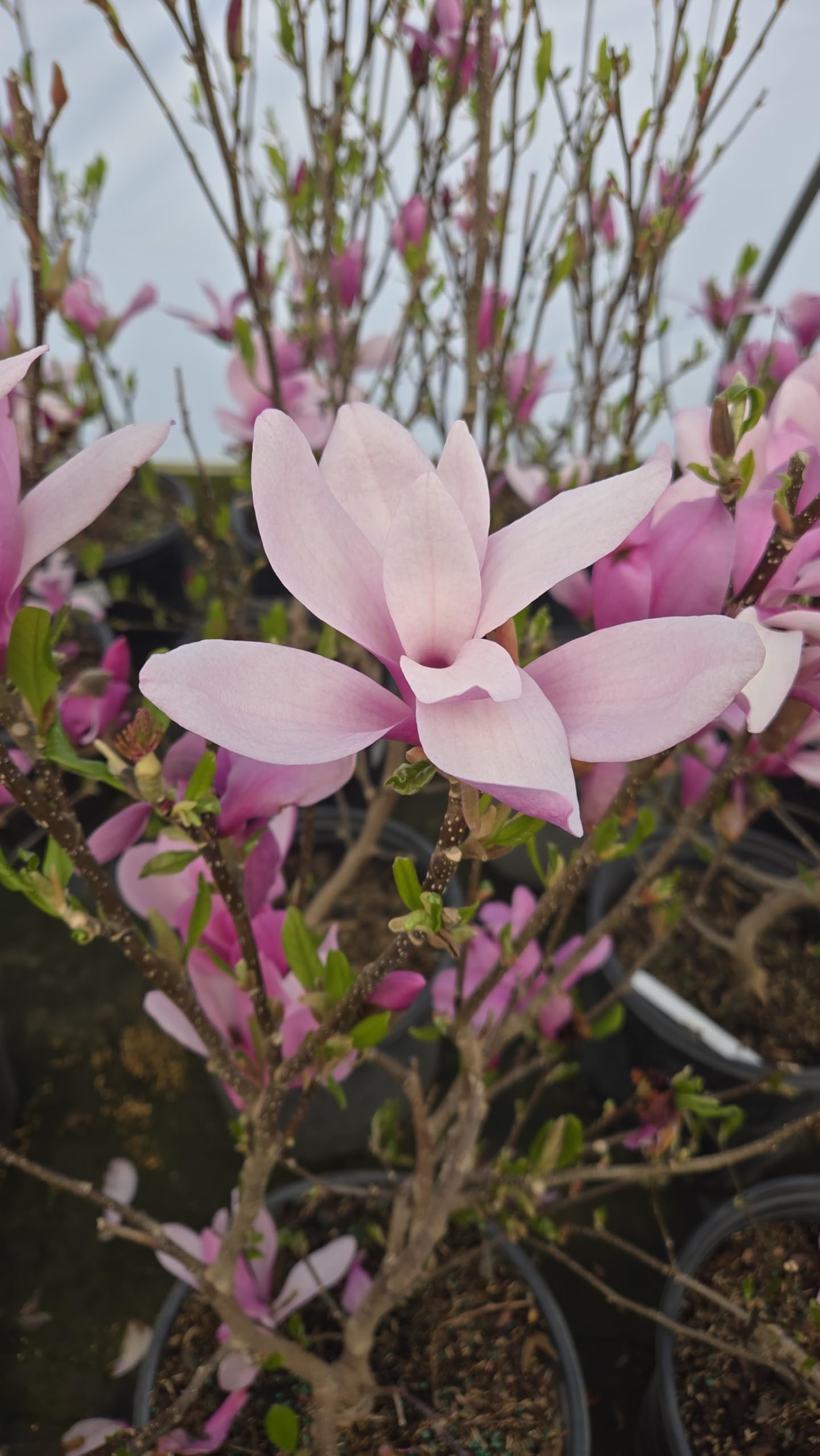 Green Promise Farms Jane Magnolia