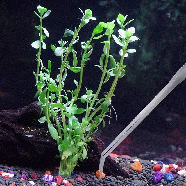 Foto 6 de 6 de Pinzas curvas extra largas de 48 cm - Pinzas de acuario de acero inoxidable para acuarios de jardín