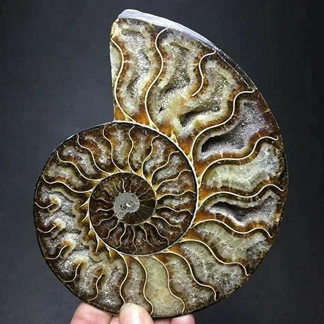 Amazon Co Jp 美しさ 天然アンモナイト化石巻きクリスタル標本治療療法 Size 500g 600g おもちゃ