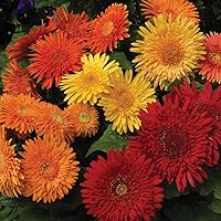 Vista 9 de Outsidepride Bicolor Mix Gerbera Seeds - 10 Pcs Perennial, Compact & Low Maintenance, Flower Seeds for Planting w/Vibrant Mixed Blooms, Ideal for