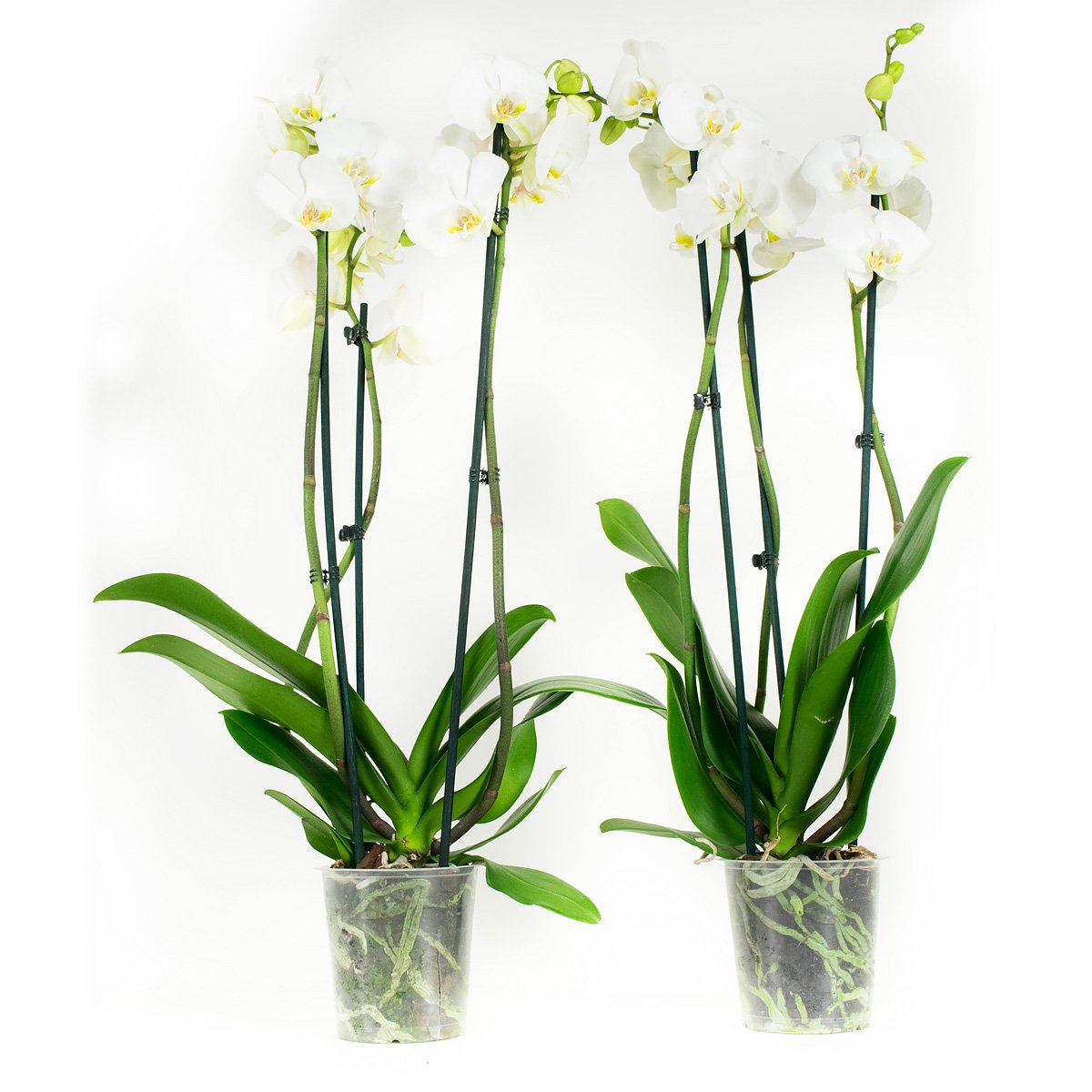 Orchideen von Botanicly  2  Schmetterlingsorchidee wei  Hhe: 60 cm, 3  Triebe, weie Blten  Phalaenopsis multiflora : Amazon.de: Garten