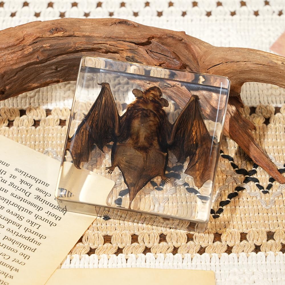 Bat Specimen,Resin Taxidermy Animal Specimens,Framed Bat Decoration for Educational Displays,Taxidermy Enthusiasts, Oddities Collectors,Science Education (2.9"×2.9"×1")