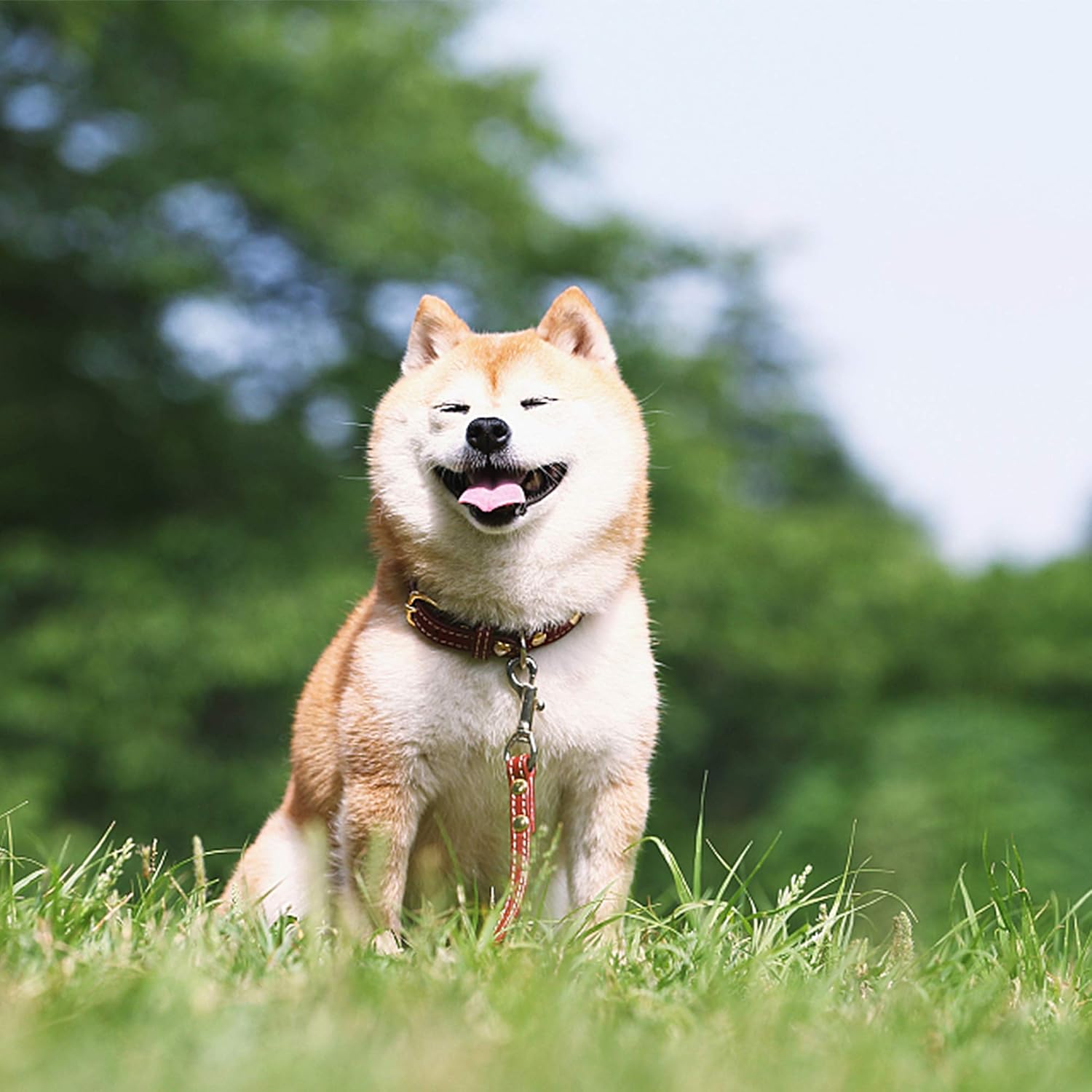 20pcs Snap Hooks for Dog Leash Collar Linking, Heavy Duty Swivel Clasp Eye Bolt Metal Buckle Trigger Clip for Spring Pet Buckle, Purse Bag Making, Keychain, Handmade Crafts DIY Project - Image 6