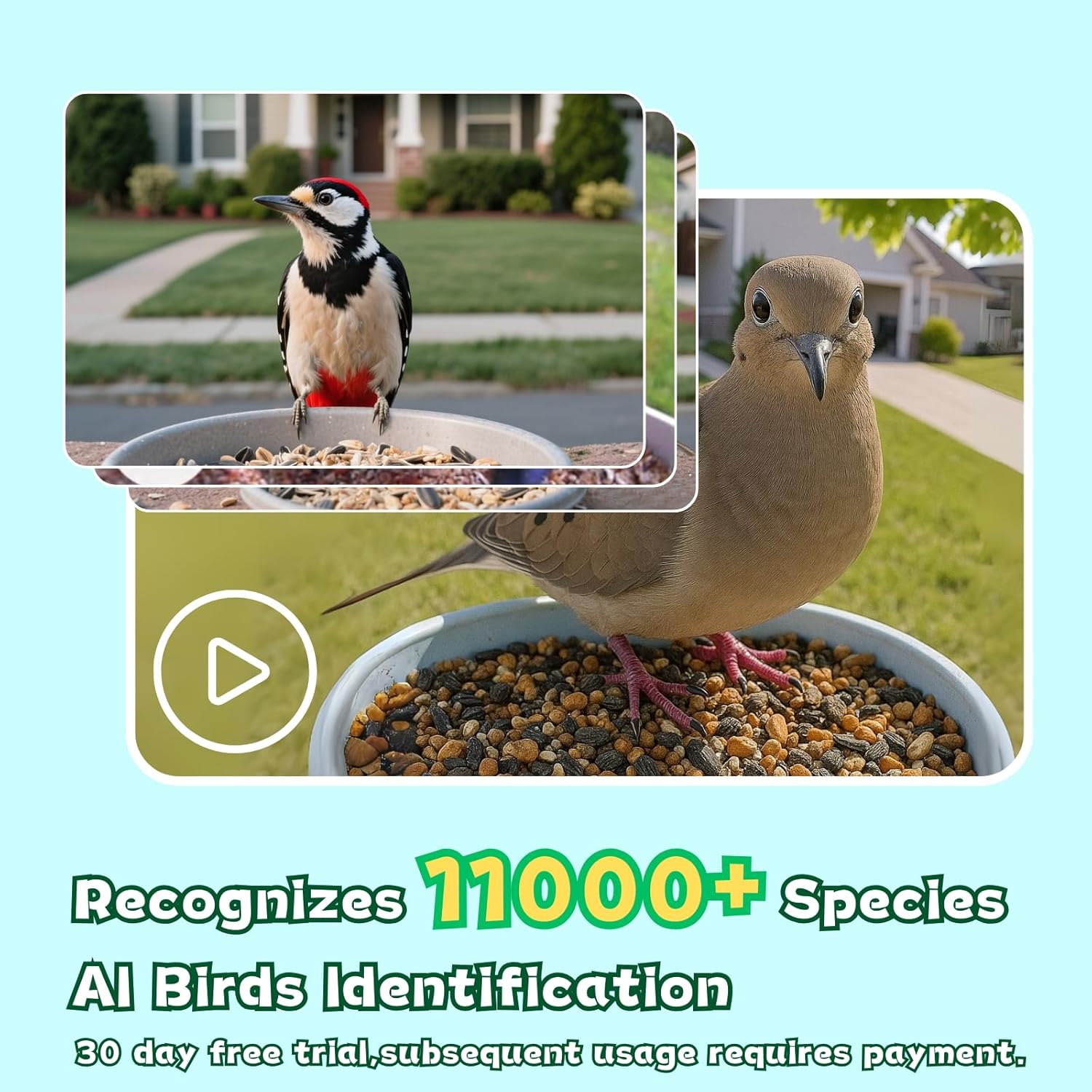 Smart Bird Feeder with Camera, 2.4GHz WiFi Watching Camera Bird Feeders for Outdoors Solar Powered, AI Identify 11,000 Birds Species, Instant Arrival Alerts, Auto Capture 2K HD Live Videos - Image 3