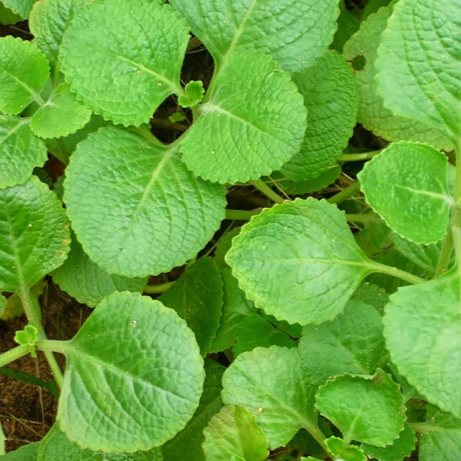 Hug A Plant | Panikoorka/Indian borage/Indian mint/Mexican mint/Mexican oregano/Spanish thyme (Coleus Aromaticus) Medicinal Live Plant (Home & Garden) (B0C94GRDBM) Amazon Price History, Amazon Price Tracker
