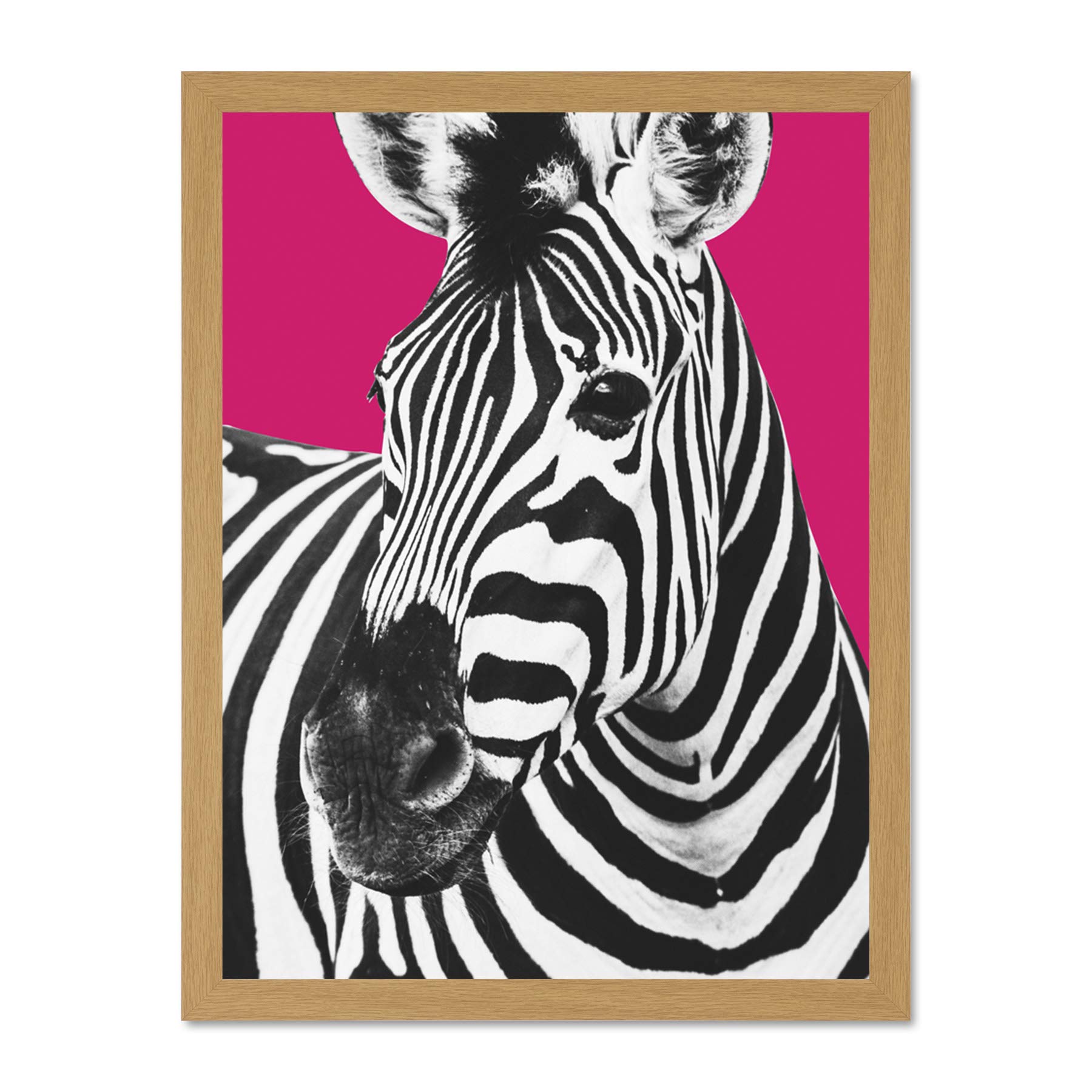 Wee Blue Coo Close up Beasties Zebra Large Framed Art Print Wall Poster 18x24 inch