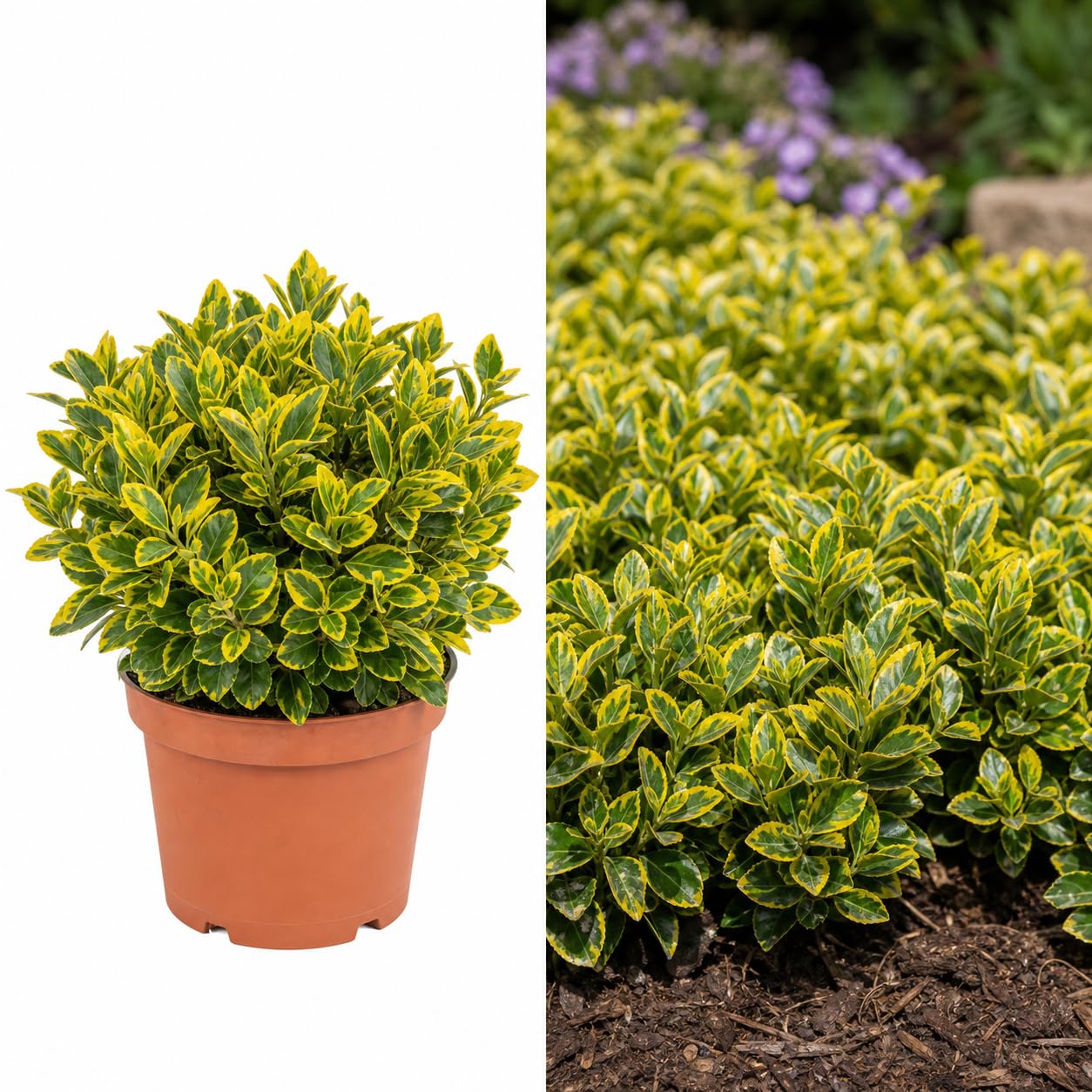 Euonymus Emerald n Gold 17cm/2L
