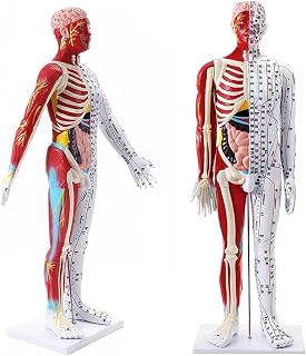 Acupuncture Model 85cm Male Muscular Anatomical Model with Accurate Meridian Point Labeling and Clip Meridian Medical Manikin