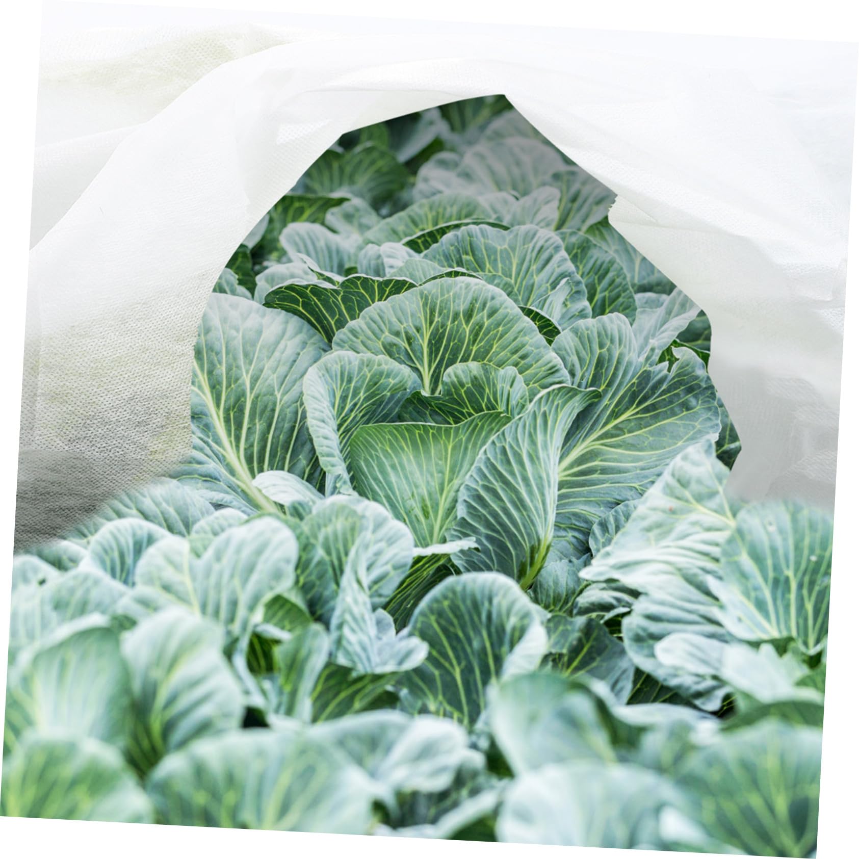 Gatuida Voile de Protection des Plantes Blanc, Non Tissé, Pliable, 2 Pièces