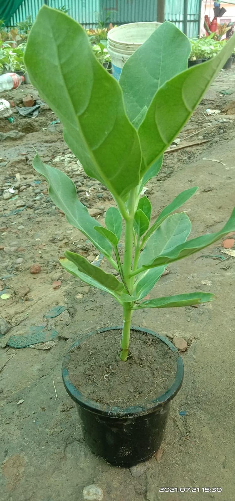 pankaj nurssery Safed Calotropis Gigantea Aak Live Plant with 4" pot pack of 1