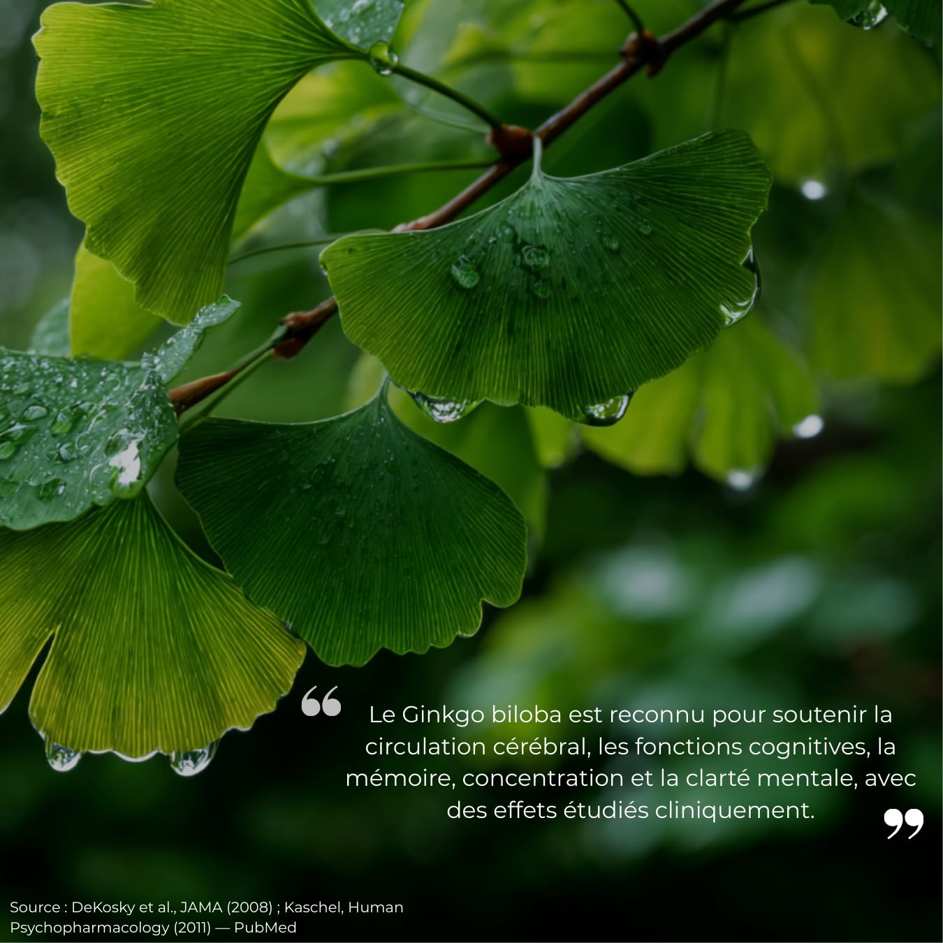 Ginkgo Biloba – Mémoire, Concentration & Circulation Sanguine – 60 Gélules