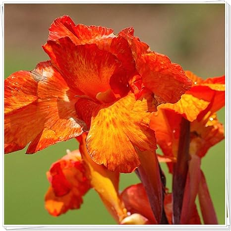 Amazon カンナリリー球根 咲く花 多年生植物 カラフルで カラフル 1 1球根 花 Amazon カンナリリー球根 咲く花 多年生植物 カラフルで カラフル 1 1球根 花