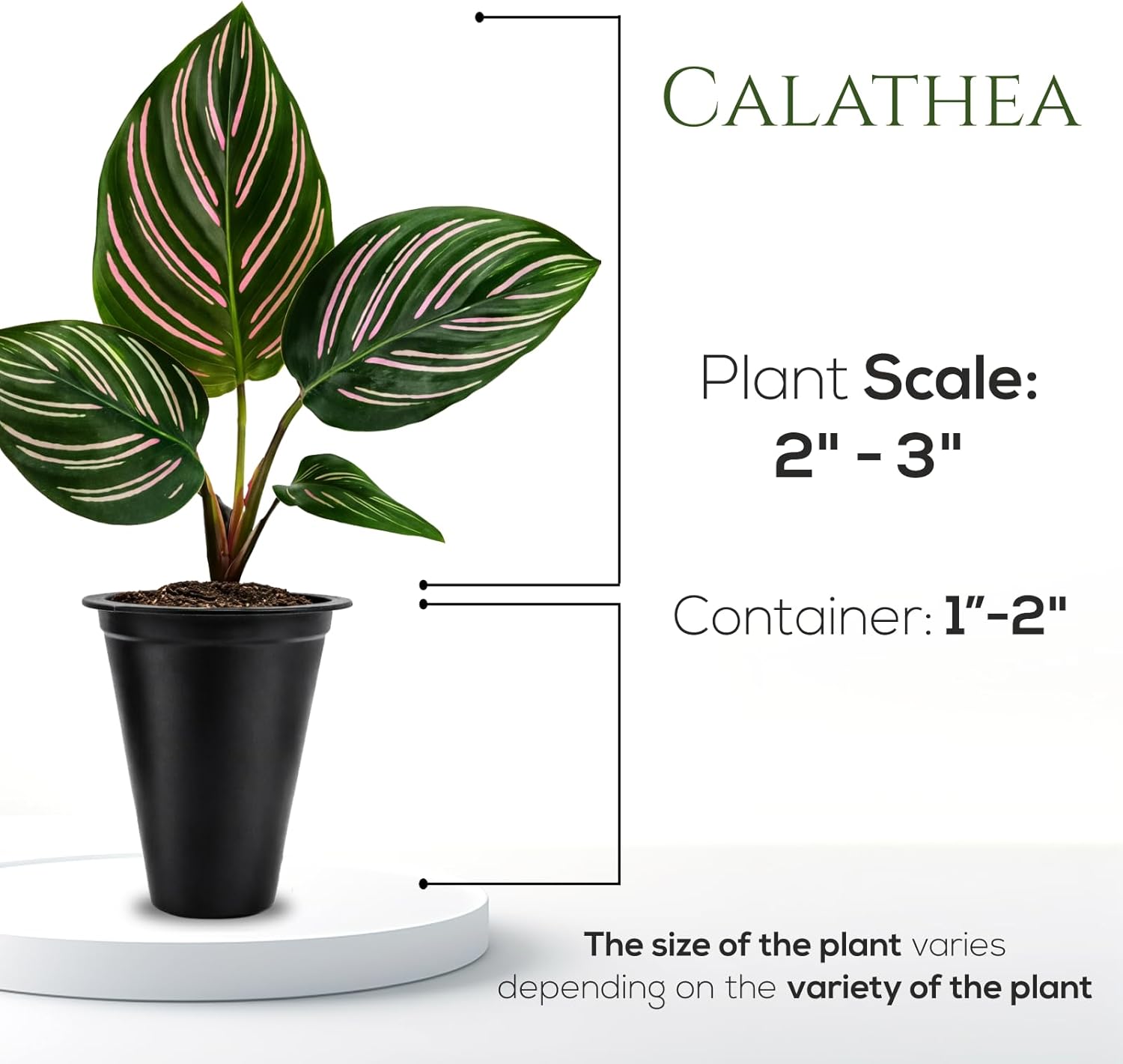 Calathea Collection (4 Pack) Live Plants - Prayer Plants, Air Purifying Plant Indoor, Easy Plants Live Houseplants, Perfect for Home, Room, or Office Decor, Real Plants Indoor/Outdoor
