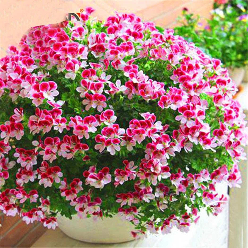 Lekofo Seed House - Rare Scented Geranium Seeds Lemon Scent Pelargonium Seeds Mosquito Fright Flower Seeds Anti Mosquito, Flies and Mosquitoes (20pcs)