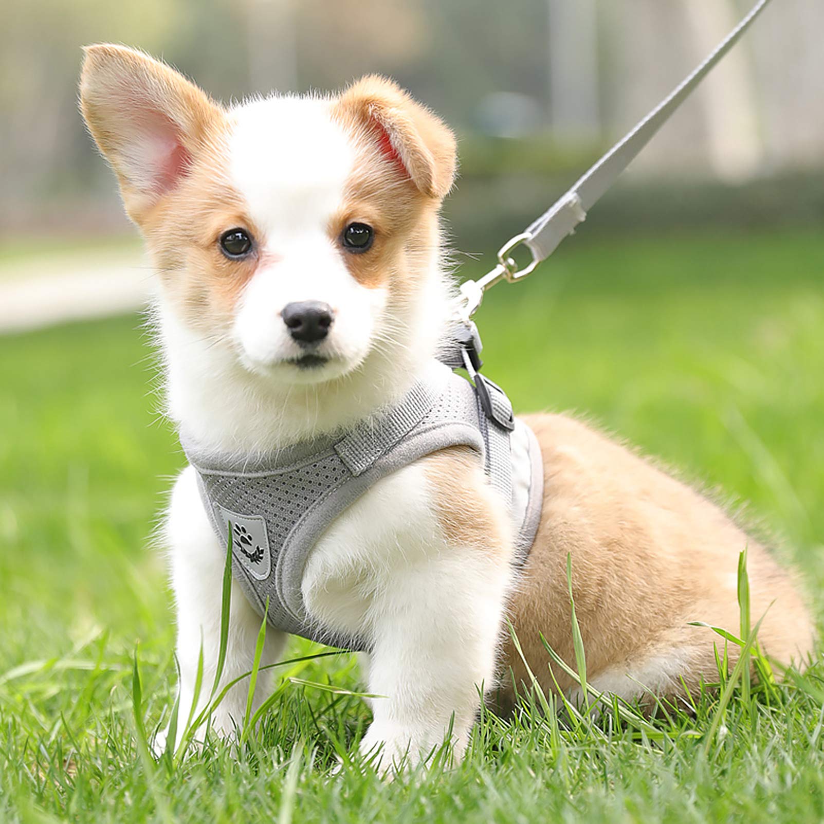 Amazon | SMALLLEE_LUCKY_STORE ハーネス 犬 胴輪 はーねすリード