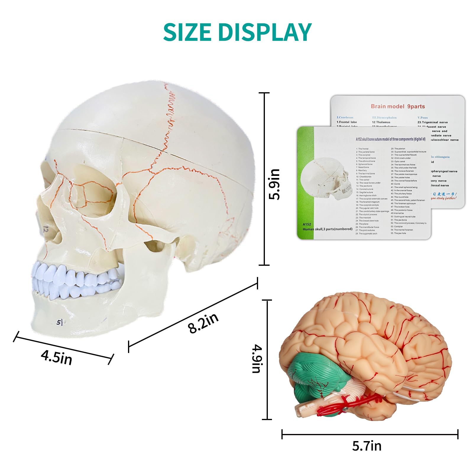 SFXYJ Human Skull Brain Anatomy Model, 2024 New Anatomy Skull Model 11 Parts Detachable W/Sutures Anatomical Skull Model with Labeled Numbered for Medical Student Study