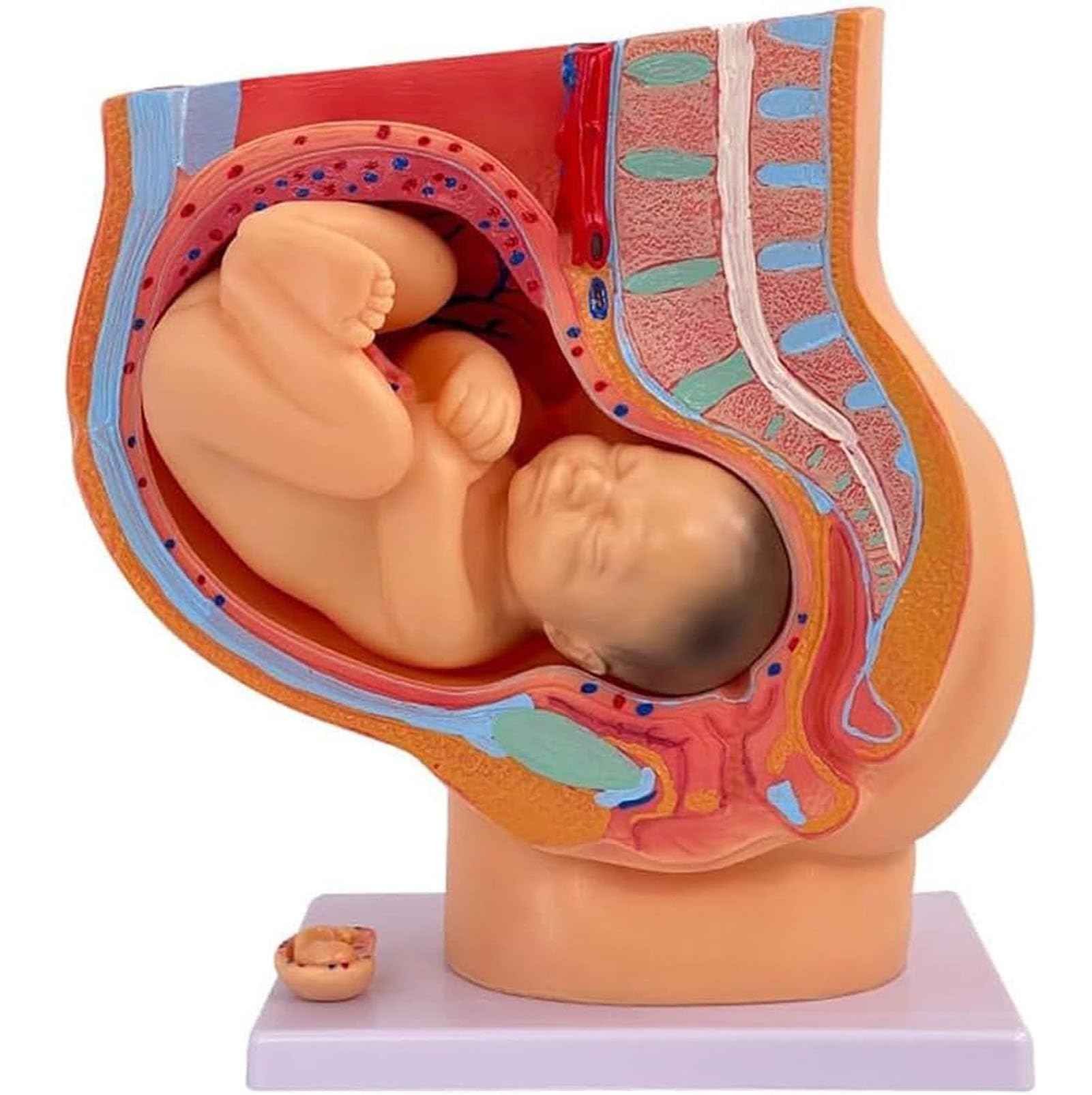 Genérico Modelo de anatomía de la Pelvis del Embarazo Femenino con Modelo de feto extraíble de Nueve Meses, Modelo de educación sobre el Parto para enseñanza Escolar y obstetricia
