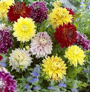 Votaniki Striped Dinnerplate Dahlia Mix Bulbs - Long-Lasting Blooms, Perennial Dahlia Flowering Bulbs for Planting | Easy to Grow, Perfect for Cut - Large Dahlia Blooms 3 Pack