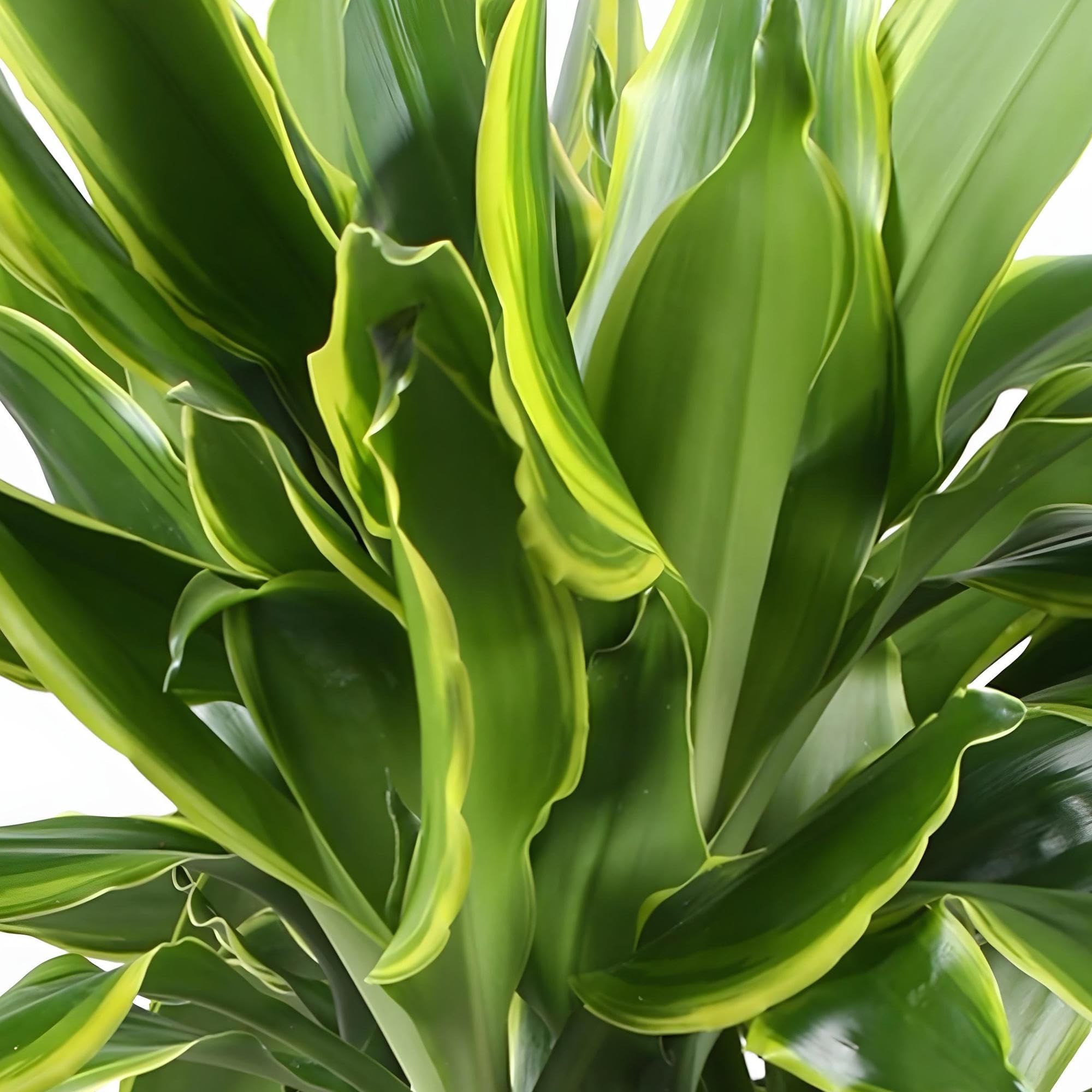 Green boutiQ - Zimmerpflanzen - Dracaena fragrans Golden Coast - Drachenbaum  - Wenig Pflege - mit Korb - Bunt - 1 Pflanze - Topf 17cm - Hhe 50-55cm :  Amazon.de: Garten