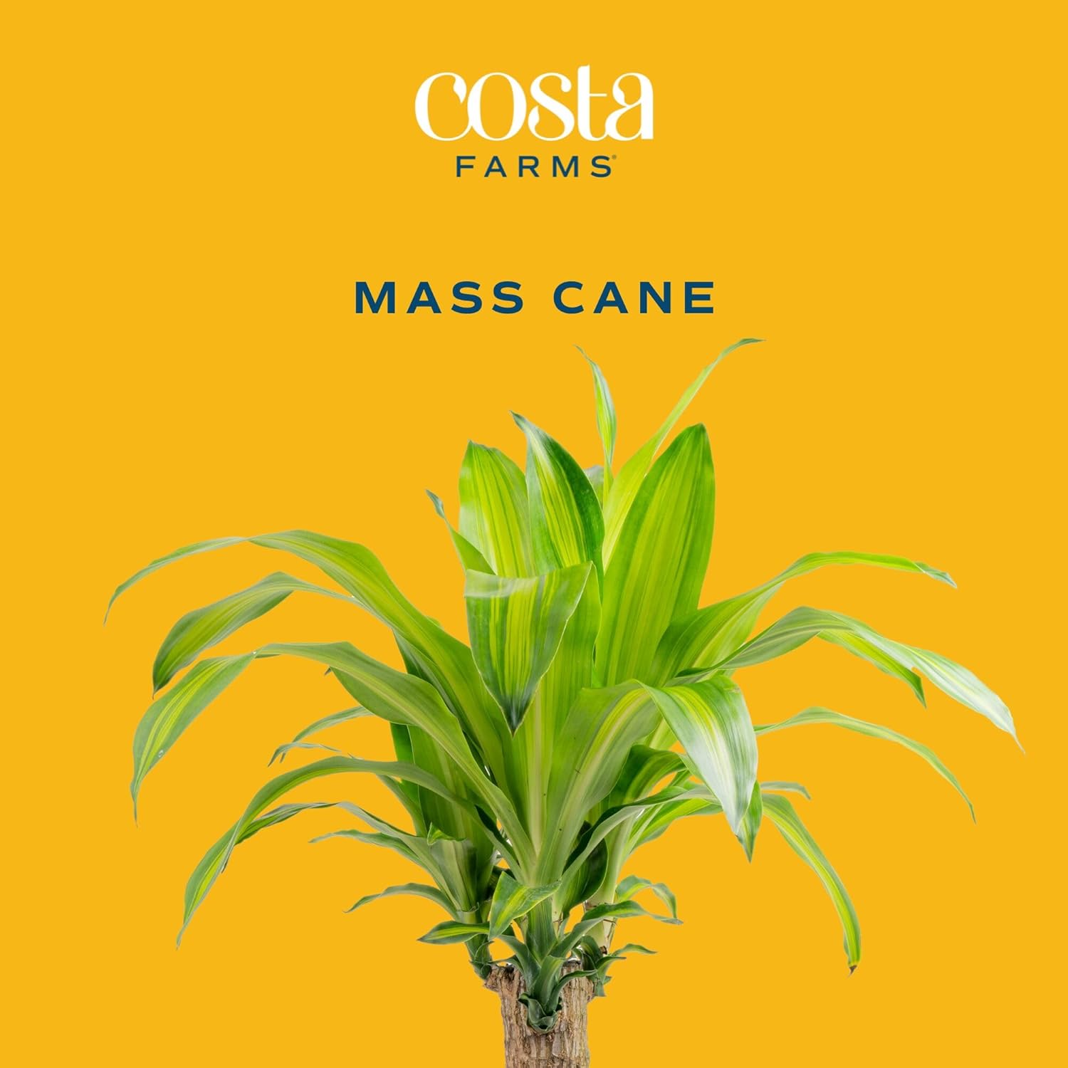 Costa Farms Dracaena Mass Cane Extra Large Live Indoor Plant, 4 to 5-Feet Tall, Potted in Grower's Pot