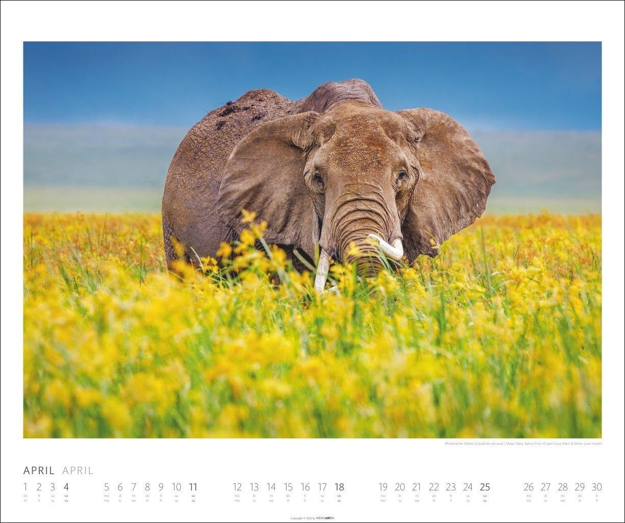 Elefanten Kalender 2027: Die sanften Riesen Afrikas, porträtiert in einem großen Wand-Kalender. Hochwertiger Fotokalender voll beeindruckender Aufnahmen. 55 x 46 cm Querformat