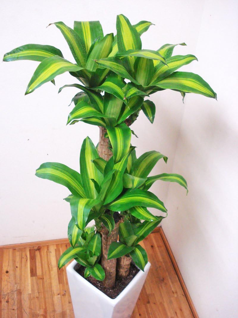 円 楽天スーパーセール ドラセナ マッサンゲアナ 花言葉は幸福 人気の陶器鉢仕立て 円 楽天スーパーセール ドラセナ マッサンゲアナ 花言葉は幸福 人気の陶器鉢仕立て