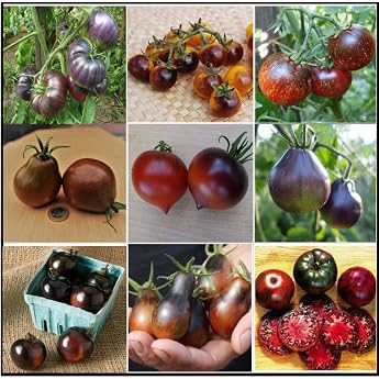 Tomato Seeds - Dark/Black Tomato Varieties Top Quality from Germany No GMO Seeds Edible and Healthy Tomatoes Rare Extravagant