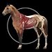 Horse Anatomy: Equine 3D