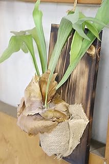 Amazon Co Jp 人気のコウモリランランキング