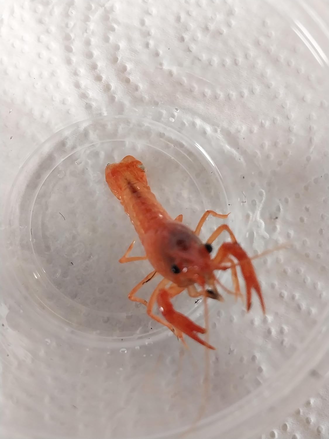 Live Freshwater- 1 Blue Crayfish and 1 Orange Crayfish. We can not Ship to Wisconsin, California, Michigan, Minnesota, Ohio. Size 3/4 inch to 4 inches, depending on Availability