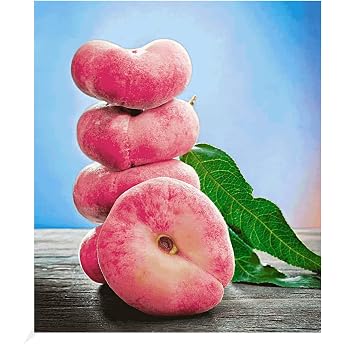 BALDUR Garten PlatiforTWO Plate Peach Plant in 3 Litre Pot Peach Tree Plate Peach Prunus Persica Hardy Self-Fertilising Suitable for Sun Flowering