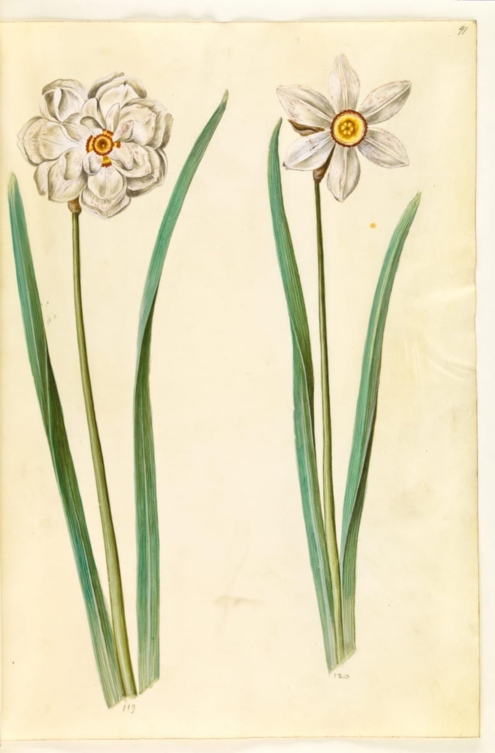 SERENDIPITP Retro Picture Poster Wall Art Pictures Painting Narcissus Poeticus by Hans Simon Holtzbecker Wall Art Canvas Print for Wall Decor 60x90cm