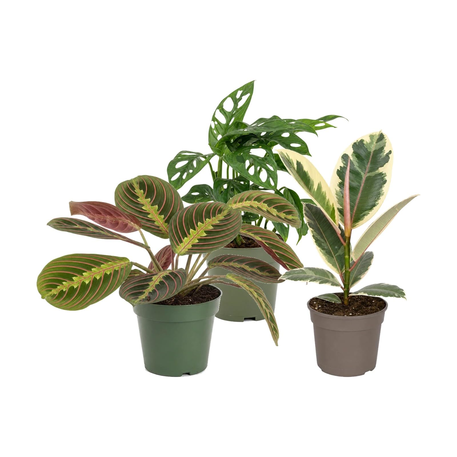 Pack 3 Plantas Naturales DECOALIVE: Regalo Vegetal